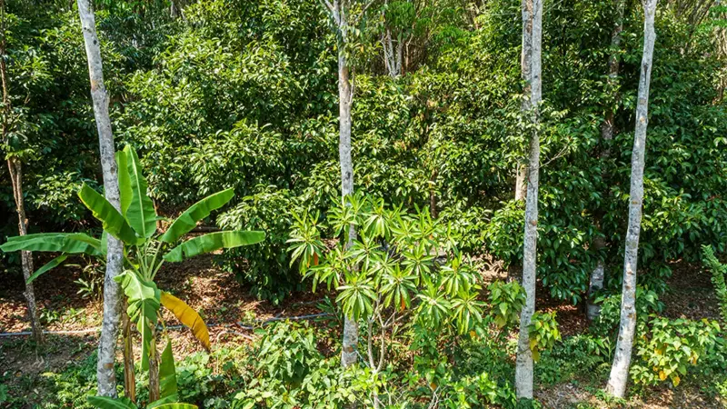 Close view of the leafy canopy