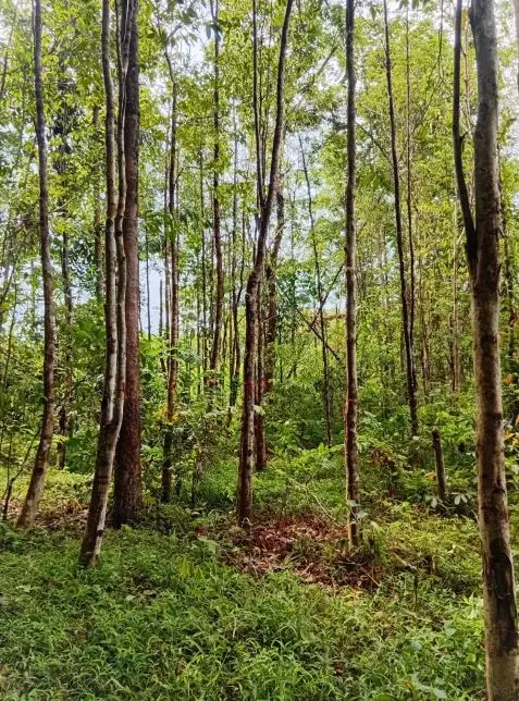 Tall, mature Aquilaria trunks in a stand