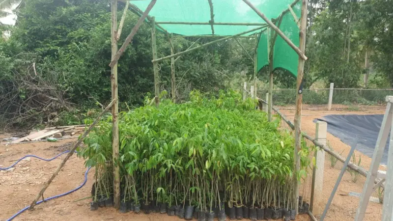 Seedlings growing under a shade net in the nursery