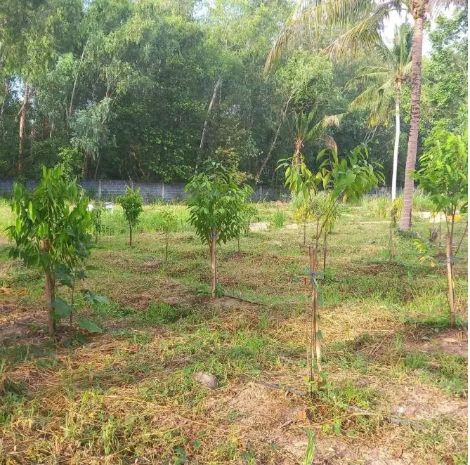Young trees spaced across open ground