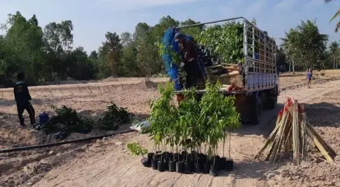 Workers unloading potted saplings from a truck on planting day