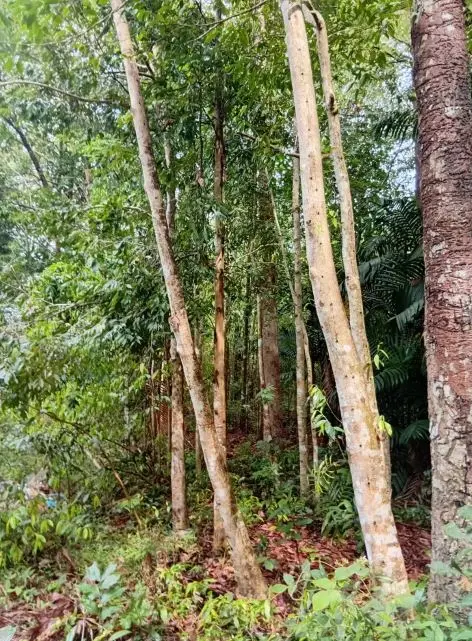A stand of tall, mature trees